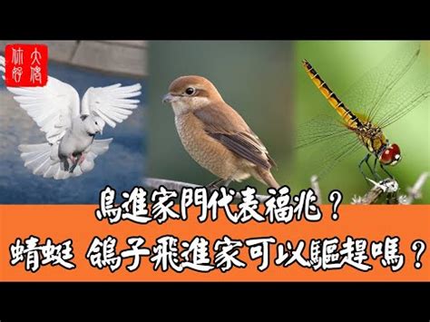 家裡飛來蜻蜓|【家裡出現蜻蜓代表什麼】家中突現蜻蜓，好兆頭還是警訊？